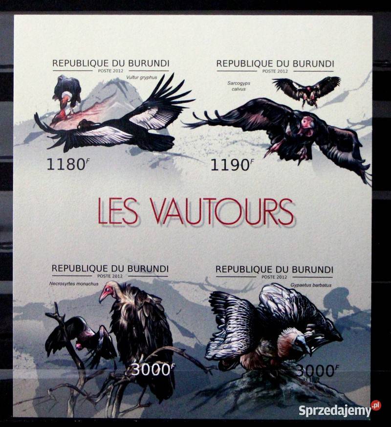 Burundi ptaki 1 wielkopolskie sprzedam