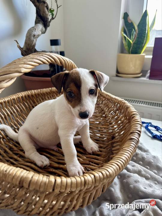 Rasowy Jack Russell Terrier ARTHOR z rodowodem wielkopolskie Poznań