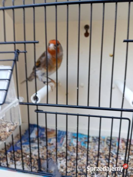 Sprzedam nierozłączki i bastardy Gródek nad Dunajcem sprzedam