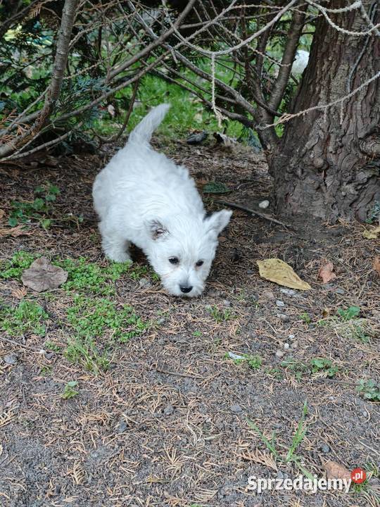 Suczka rasy West Highland White Terrier terrier pomorskie