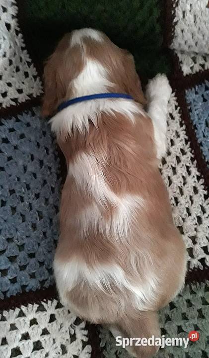 Samiec blenheim Cavalier king charles spaniel podkarpackie Rzeszów