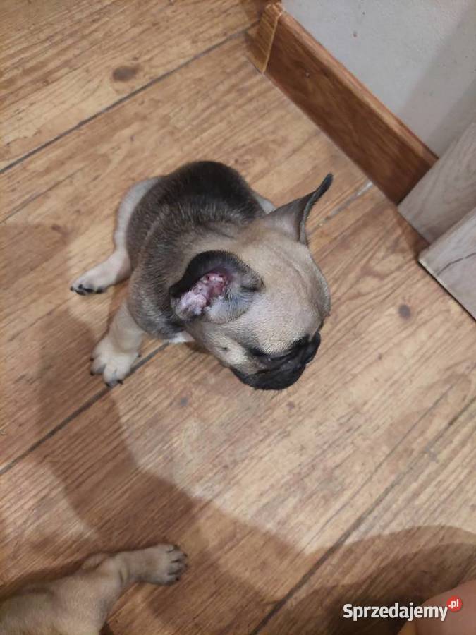 Buldog francuski piesek Wronki