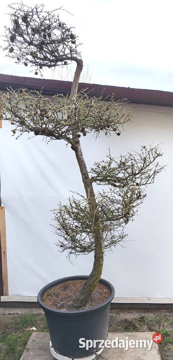 Bonsai Niwaki Modrzew Medynia Łańcucka