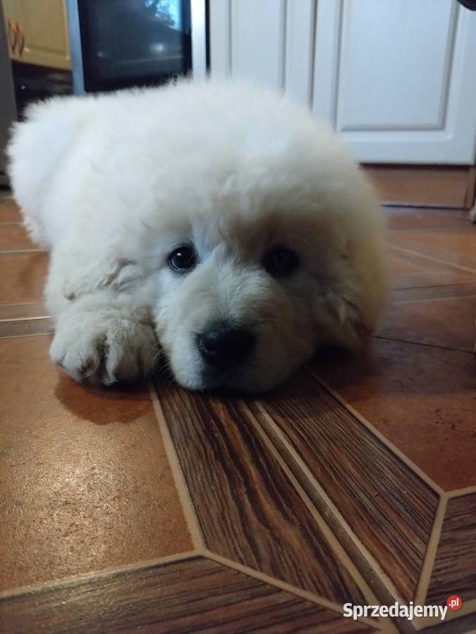 Owczarki podhalańskie Zdziarzec