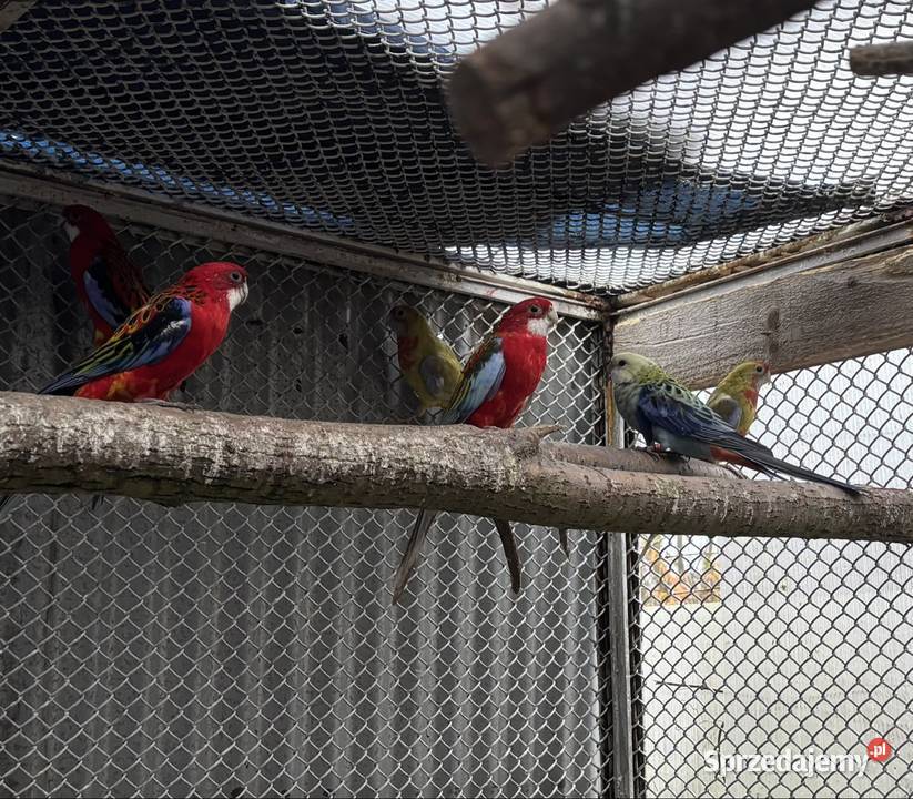 Rozelle królewskie i białolice Nadma