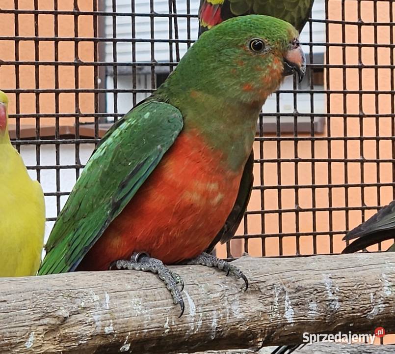 Szkarłatka królewska samiec Bydgoszcz sprzedam