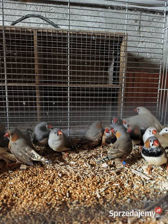 Gołąbki diamenton mam Wrocław sprzedam