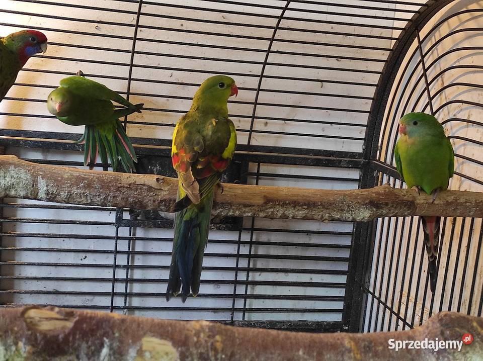 Papuga górska samiec mazowieckie Rębków sprzedam