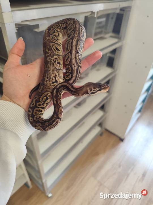 Pytony Królewskie tegoroczne Pruszków