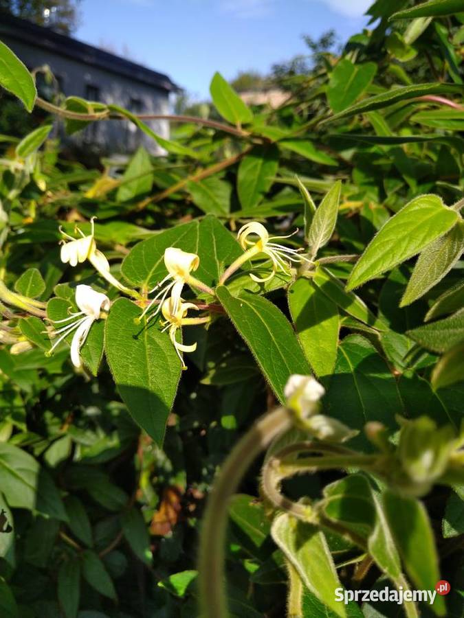 Wiciokrzew żółty x2 sztuki świetny Liściaste Przemyśl sprzedam