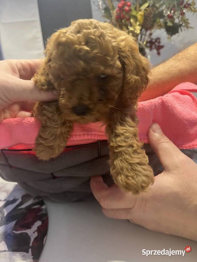 Pudel miniatura samiec Milicz