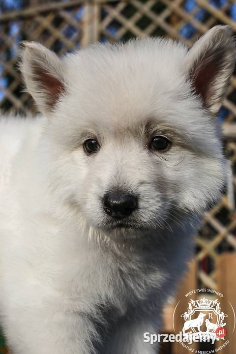 Biały Owczarek Szwajcarski FCIZKwP Psy Warszawa sprzedam