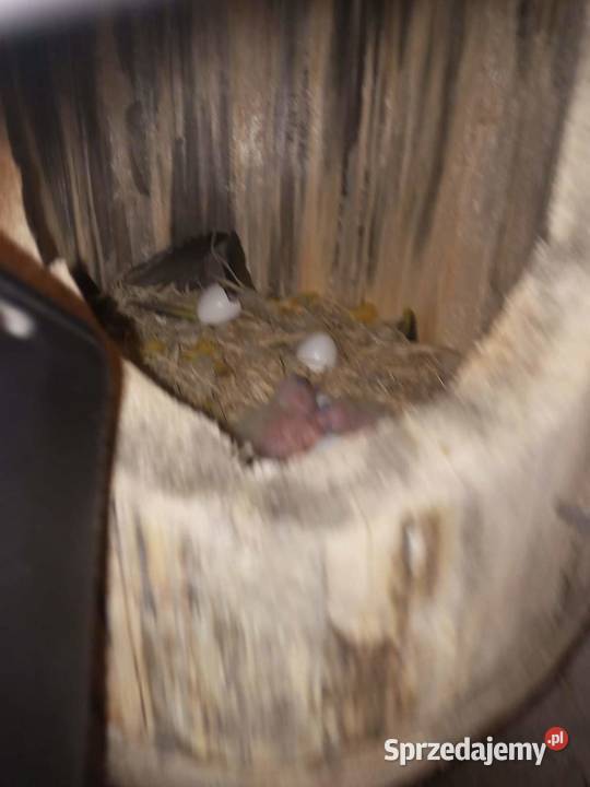 Amazonka budka lęgowa