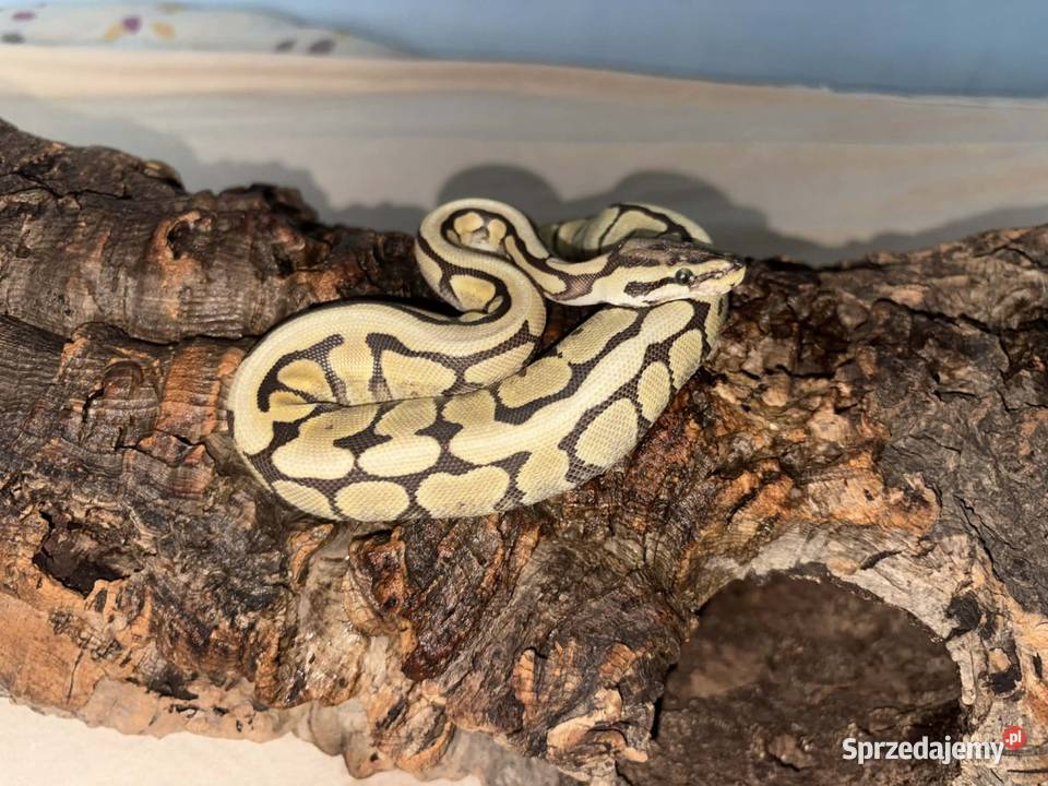Pyton królewski python regius Knurów sprzedam