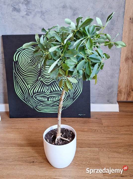 Szeflera drzewkowata Schefflera Arboricola Nora zielony