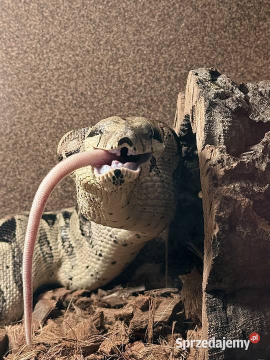 Boa Imperator Normal Bydgoszcz