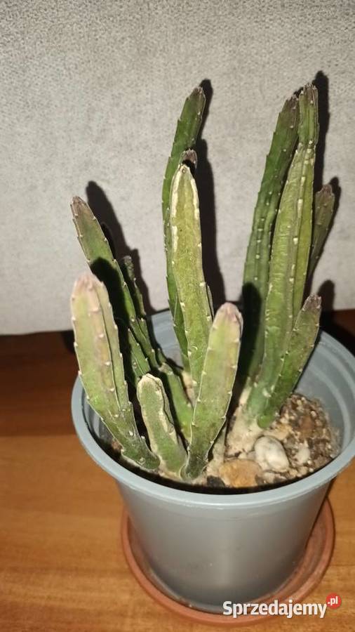 Stapelia 1 sukulent Warszawa sprzedam