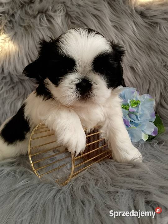Śliczny piesek rasy ShihTzu Kępno