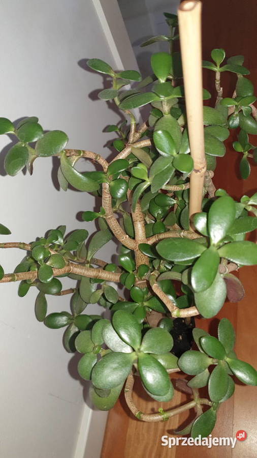 Grubosz crassula drzewko szczęścia duże Warszawa