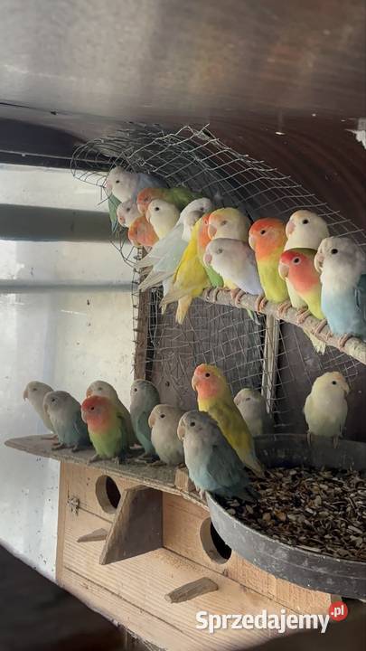 Papugi nierozłączki dolnośląskie Strzegom