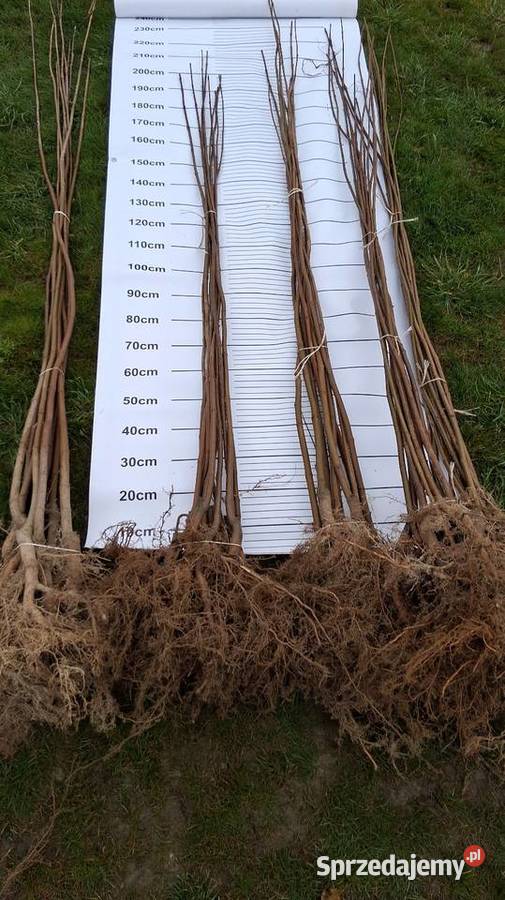 Sadzonka i podkladka morwa katalpy klon modrzew Chrząchów