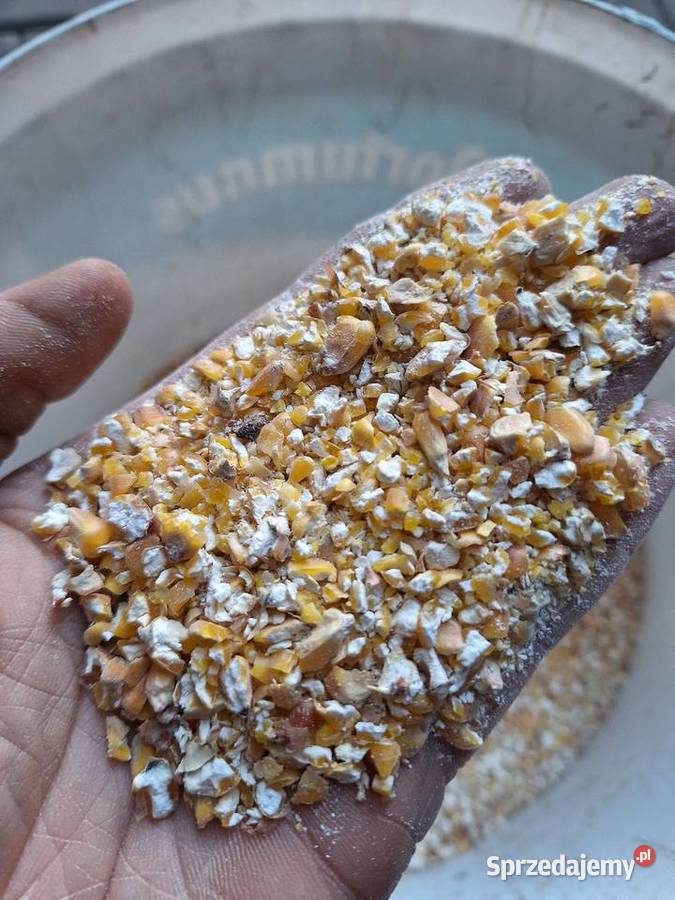 Pszenica Kukurydza workowana 25 Rolnictwo Ornontowice