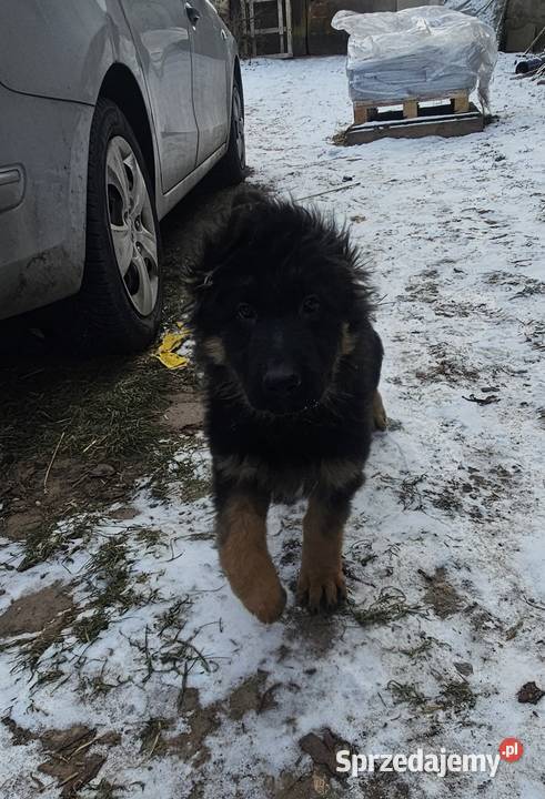 Szczeniaczki Rasy Owczarek Niemiecki długowłosy opolskie Niemodlin
