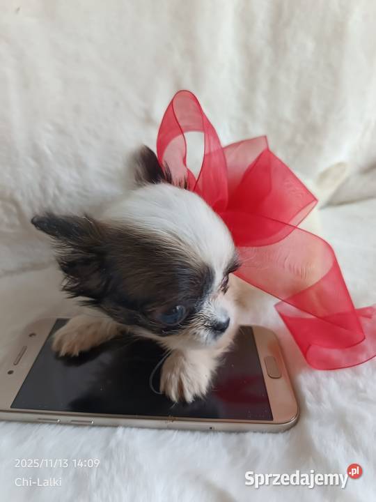 Chihuahua chłopiec samiec xxs dlugowlosy Psy Inowrocław sprzedam