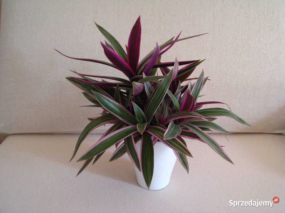 Reo meksykańskie trzykrotka tradeskancja piękna Zielone Brzegi