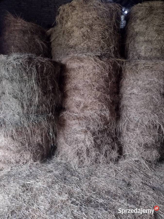 Siano w belach Drążgów