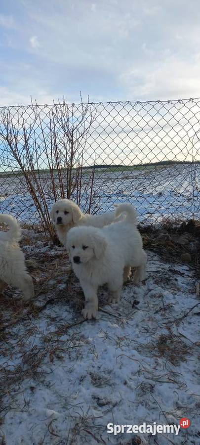 Owczarek podhalański szczeniaki Michów