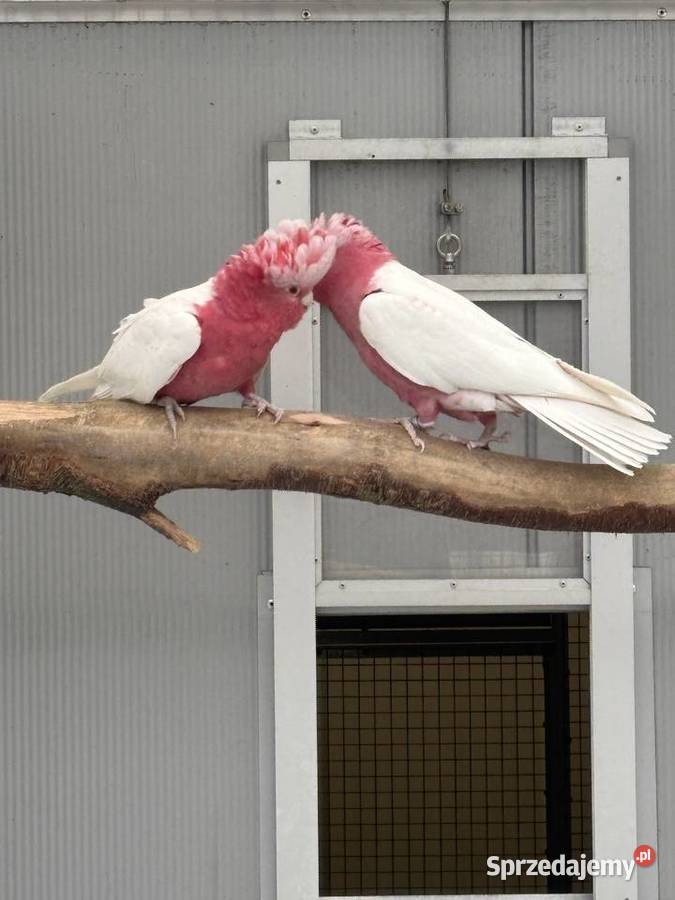 Kakadu Różowa Lutino para 2221 Kłaj