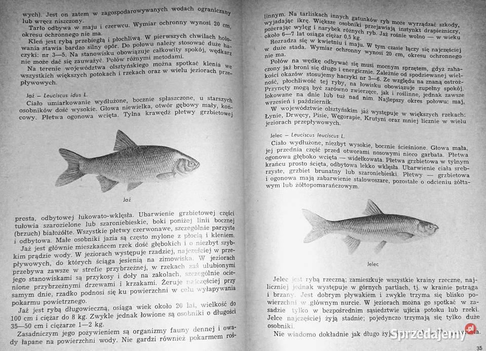 Przewodnik wędkarski jeziorach olsztyńskich Chełm sprzedam