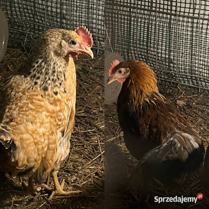 Koguty zielononóżki green shell Radzanów