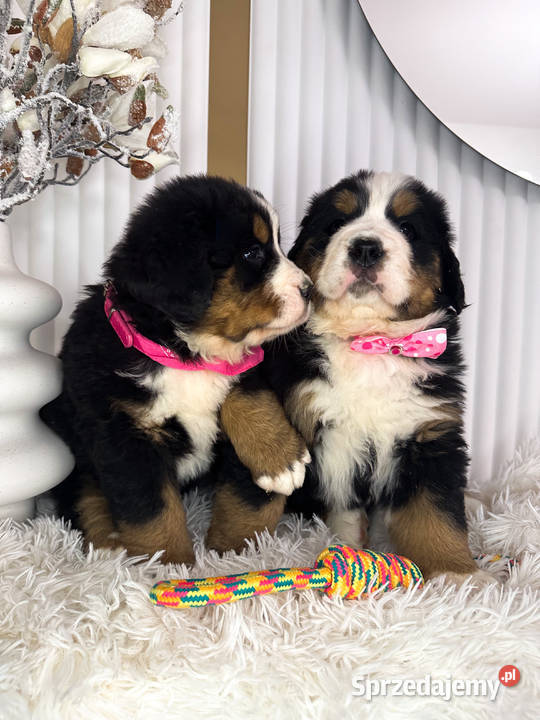 Masywna sunia Berneński Pies Pasterski Warszawa