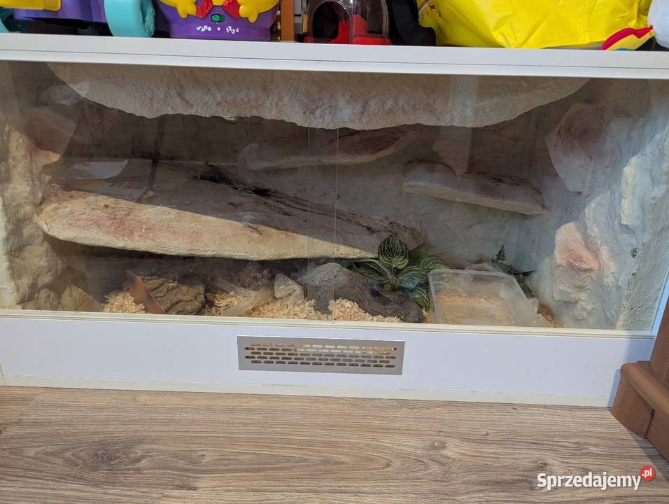 Wąż zbożowy z terrarium Dąbrowa Chełmińska sprzedam
