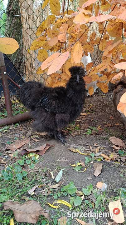 Kogut silka Drób i ptactwo Zdzieszowice