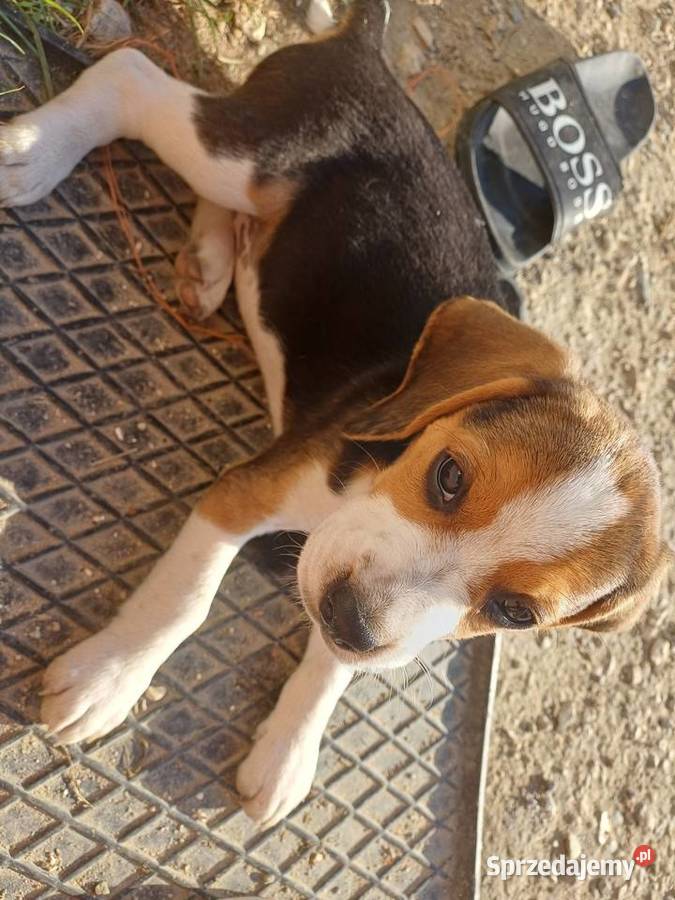 Beagle szczeniaki łódzkie Piotrków Trybunalski