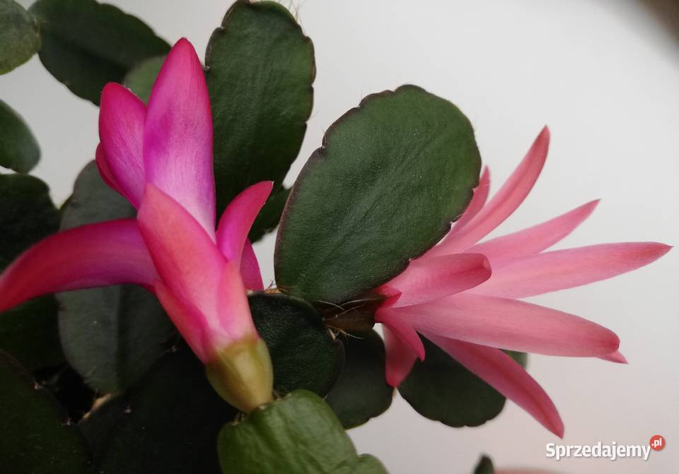 grudnik Rhipsalidopsis sadzonki szczepki kaktus Szczecin