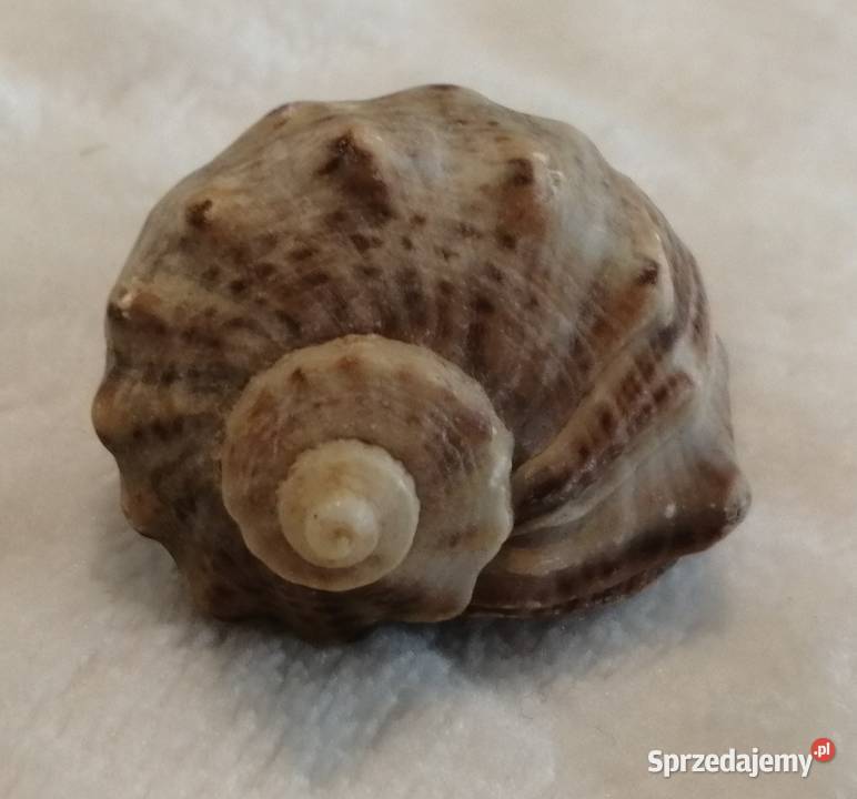 Muszla 38 56 Kreatywne Akcesoria dla zwierząt sprzedam