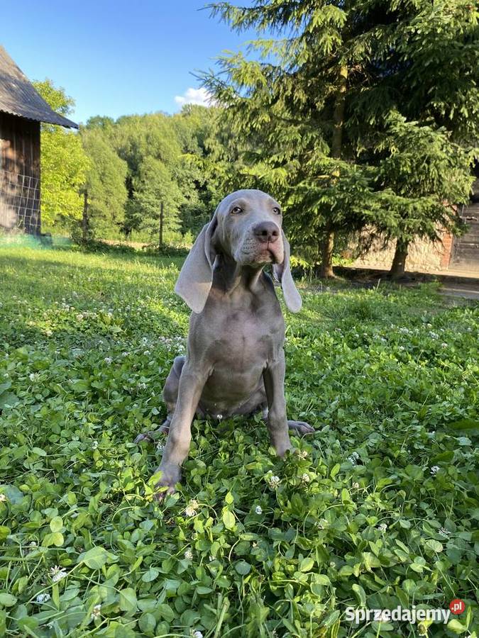 Wyżeł weimarski FCI suczka Gołcza