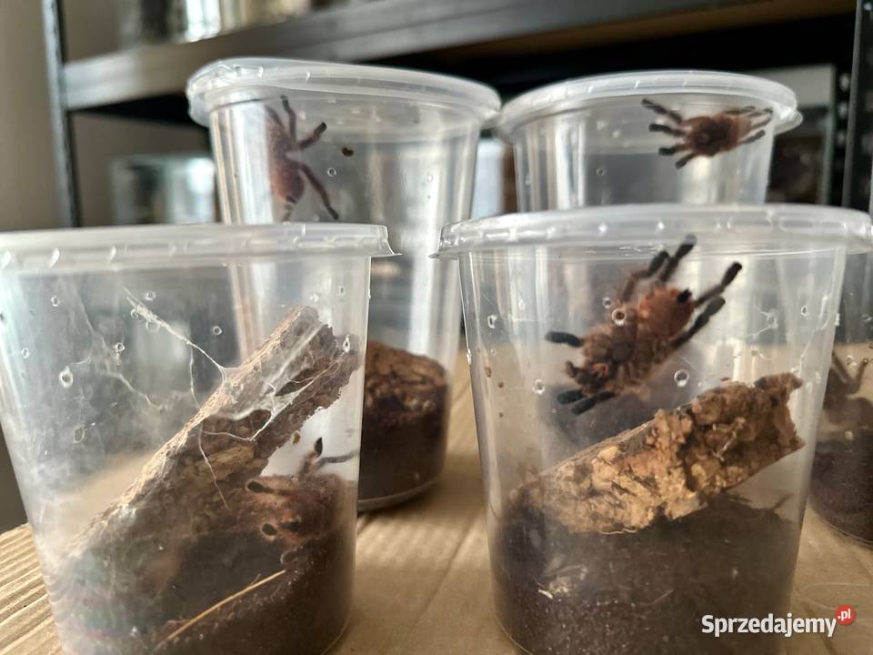 aviculari minatrix dorosłe samce Kraków sprzedam