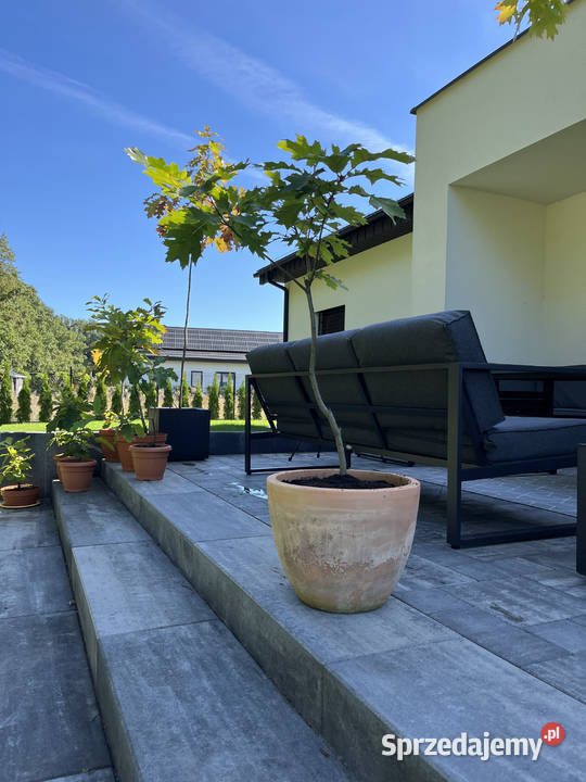 Sprzedam dęby czerwone 9 19 i 29 Jarocin