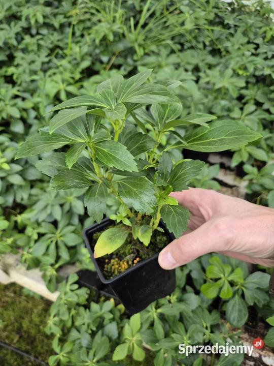 Runianka Japońska Piękne sadzonki Wysyłka Sycewo sprzedam