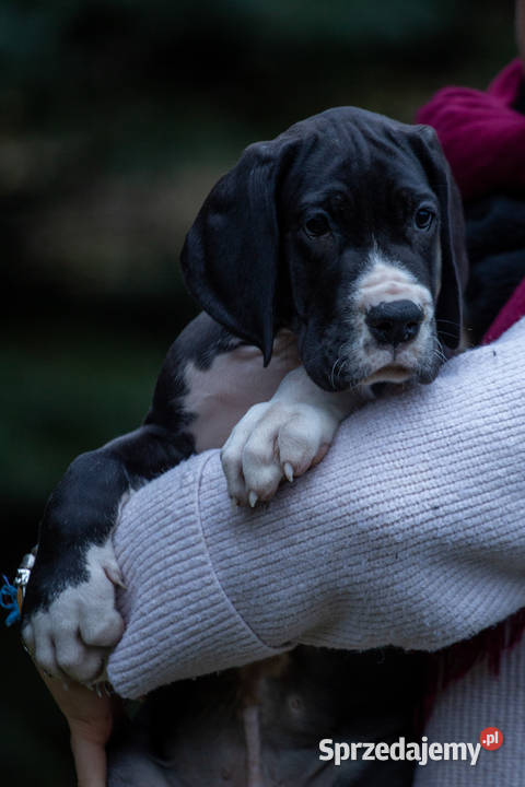 Dog niemiecki samiec plaszczowy 10 tyg
