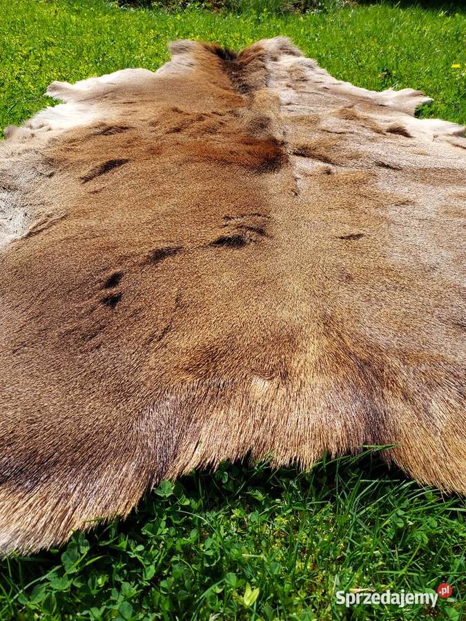 Skóra Naturalna z Jelenia XXL Skóra Jeleń Szaflary sprzedam