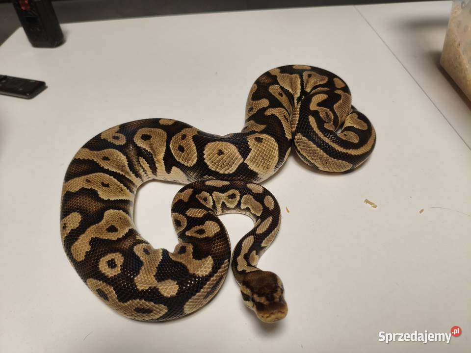 Hodowla pytonów królewskich Gliwice