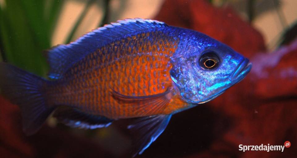 Pyszczak Borleya Copadichromis borleyi Pyszczaki pomorskie Gdańsk sprzedam