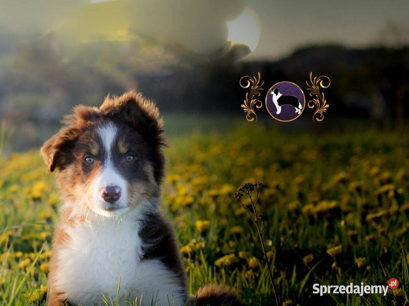 Border Collie Dziadek chociaż dziecko Jasienica Rosielna