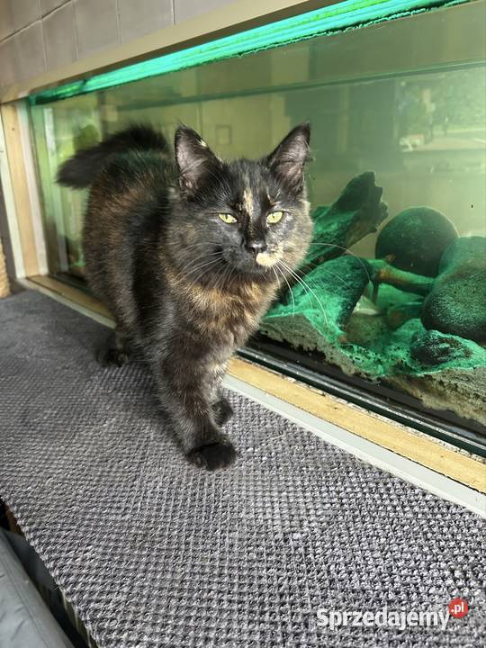 Koteczka Norweska Leśna Rybnik